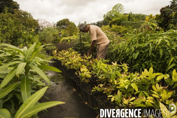 Adaptation de la Martinique à la Chlordecone.