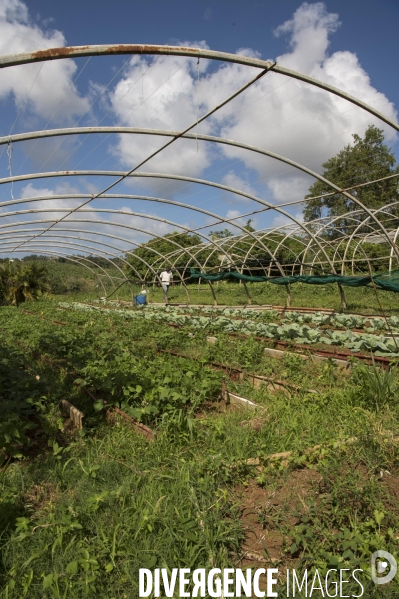 Adaptation de la Martinique à la Chlordecone.