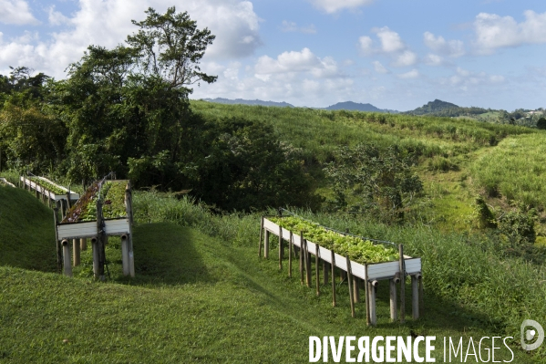 Adaptation de la Martinique à la Chlordecone.