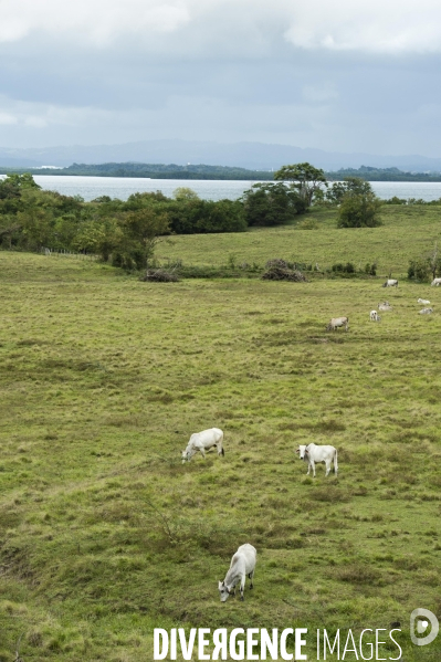 Adaptation de la Martinique à la Chlordecone.
