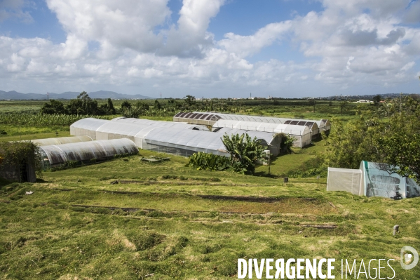 Adaptation de la Martinique à la Chlordecone.