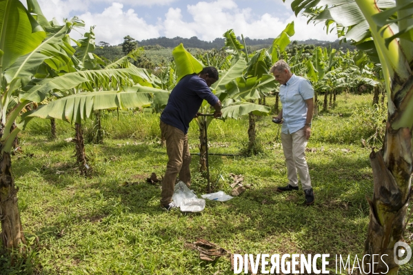 Adaptation de la Martinique à la Chlordecone.