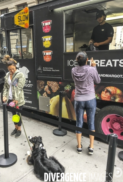 On fait tout pour les chiens a new york