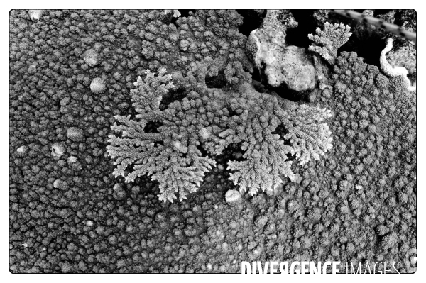 Fonds  coraliens : Structure du Corail