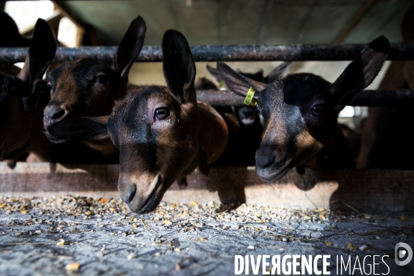 Production du chèvre AOP Sainte-Maure de Touraine