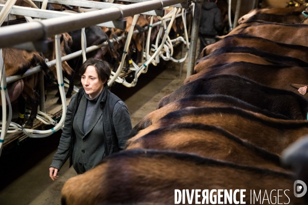 Production du chèvre AOP Sainte-Maure de Touraine