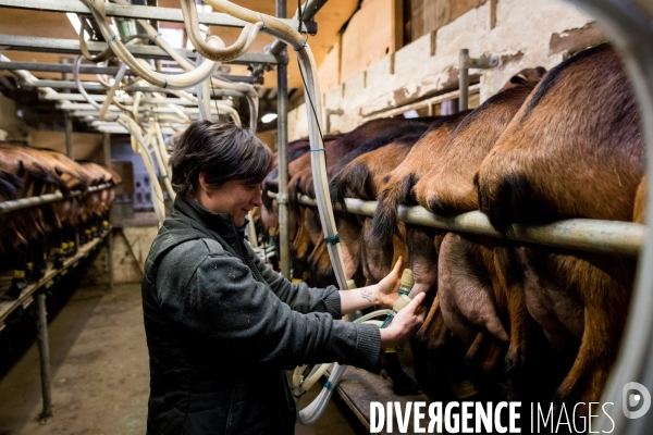 Production du chèvre AOP Sainte-Maure de Touraine