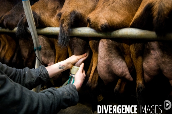 Production du chèvre AOP Sainte-Maure de Touraine