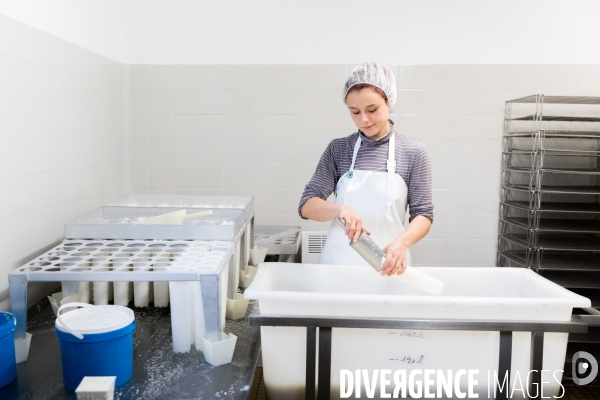 Production du chèvre AOP Sainte-Maure de Touraine