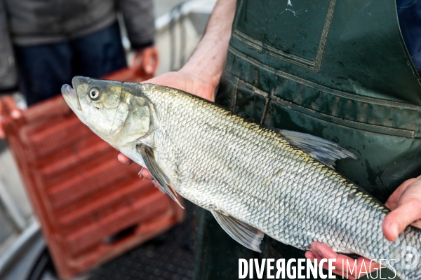 Pêcheur de Loire