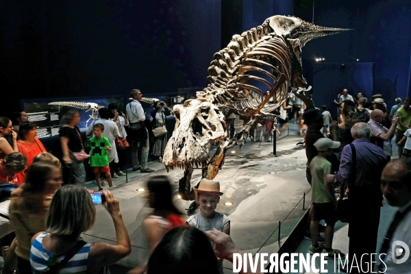 Un T. Rex au Museum d histoire naturelle