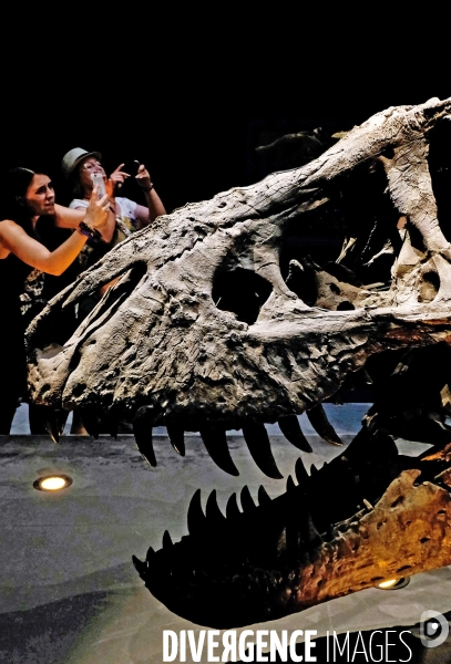 Un T. Rex au Museum d histoire naturelle