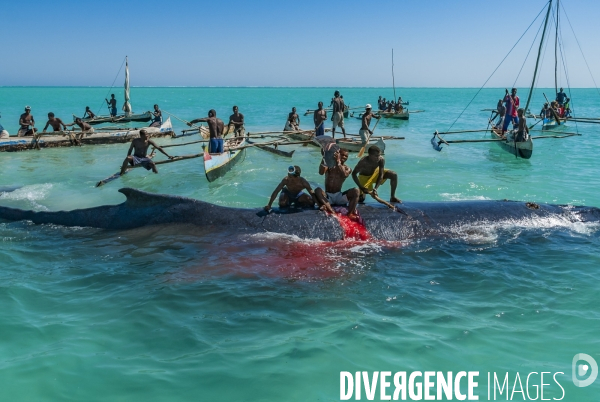 Chasse à la baleine à bosse par le peuple Vezo - Humpback Whale Hunt by the Vezo People