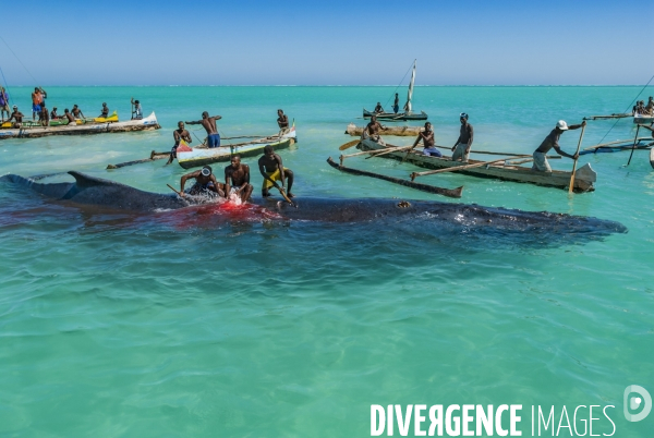 Chasse à la baleine à bosse par le peuple Vezo - Humpback Whale Hunt by the Vezo People