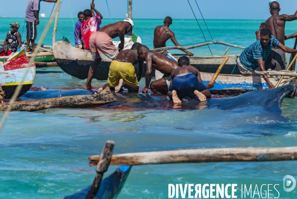 Chasse à la baleine à bosse par le peuple Vezo - Humpback Whale Hunt by the Vezo People