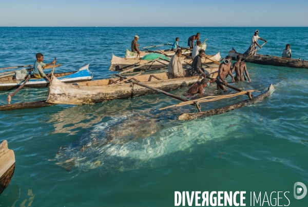 Chasse à la baleine à bosse par le peuple Vezo - Humpback Whale Hunt by the Vezo People