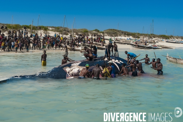 Découpe d une baleine à bosse par les pêcheurs Vezo devant les villageois - Humpback whale cut by Vezo fishermen in front of villagers