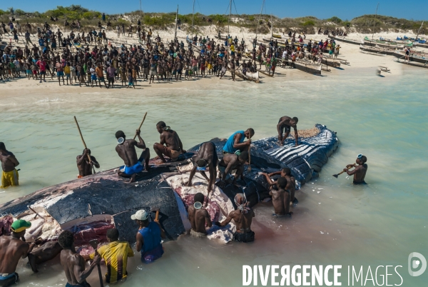 Découpe d une baleine à bosse par les pêcheurs Vezo devant les villageois - Humpback whale cut by Vezo fishermen in front of villagers