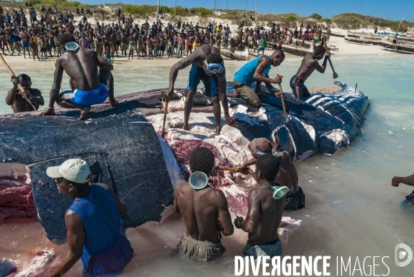 Découpe d une baleine à bosse par les pêcheurs Vezo devant les villageois - Humpback whale cut by Vezo fishermen in front of villagers