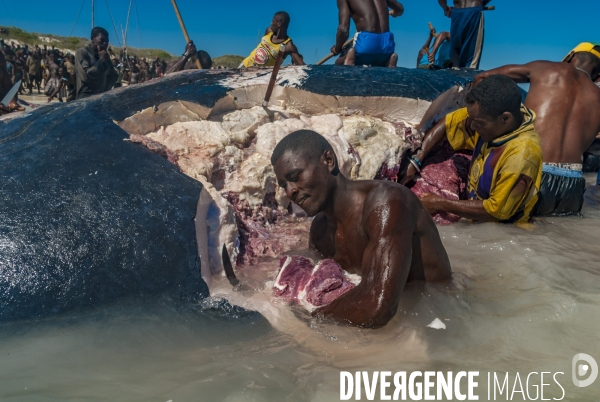Découpe d une baleine à bosse par les pêcheurs Vezo devant les villageois - Humpback whale cut by Vezo fishermen in front of villagers
