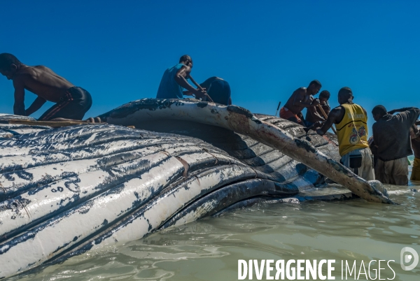 Découpe d une baleine à bosse par les pêcheurs Vezo devant les villageois - Humpback whale cut by Vezo fishermen in front of villagers