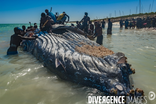 Découpe d une baleine à bosse par les pêcheurs Vezo devant les villageois - Humpback whale cut by Vezo fishermen in front of villagers