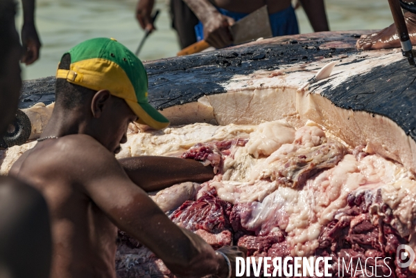 Découpe d une baleine à bosse par les pêcheurs Vezo devant les villageois - Humpback whale cut by Vezo fishermen in front of villagers
