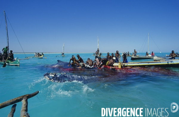 Chasse à la baleine à bosse par le peuple Vezo - Humpback Whale Hunt by the Vezo People