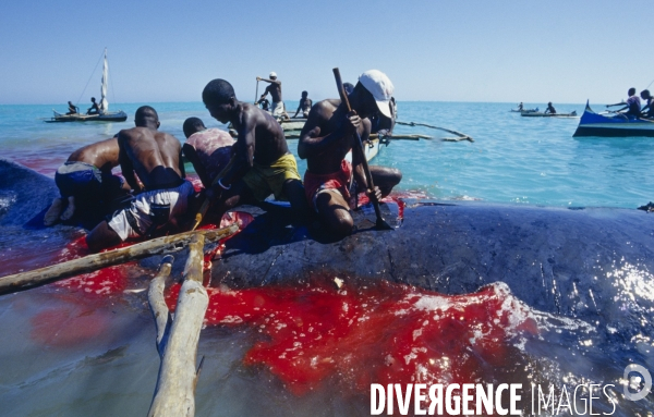 Chasse à la baleine à bosse par le peuple Vezo - Humpback Whale Hunt by the Vezo People