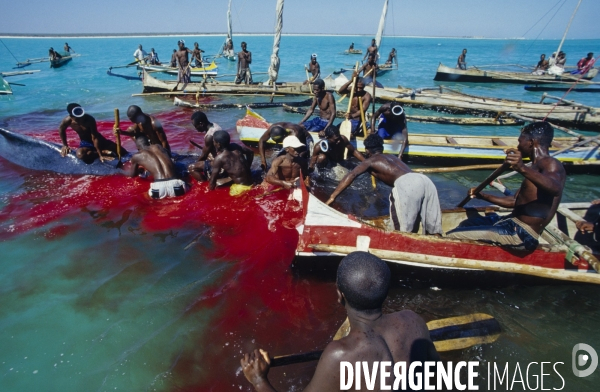 Chasse à la baleine à bosse par le peuple Vezo - Humpback Whale Hunt by the Vezo People