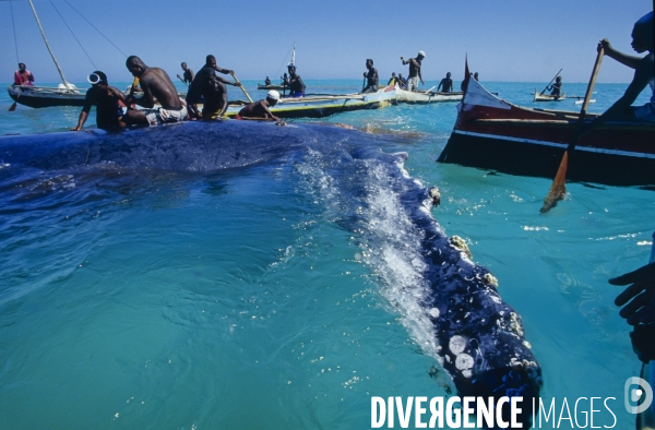 Chasse à la baleine à bosse par le peuple Vezo - Humpback Whale Hunt by the Vezo People