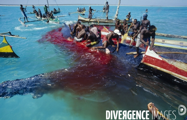 Chasse à la baleine à bosse par le peuple Vezo - Humpback Whale Hunt by the Vezo People