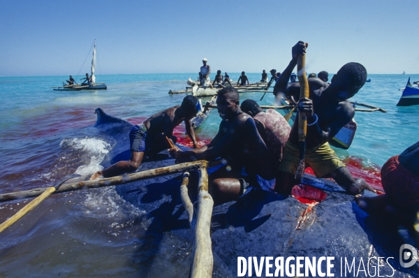 Chasse à la baleine à bosse par le peuple Vezo - Humpback Whale Hunt by the Vezo People