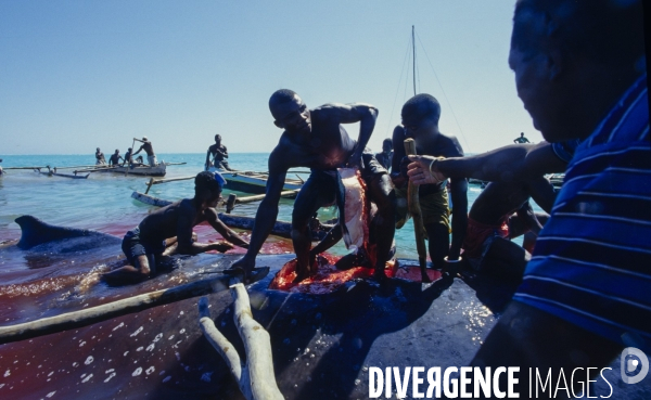 Chasse à la baleine à bosse par le peuple Vezo - Humpback Whale Hunt by the Vezo People