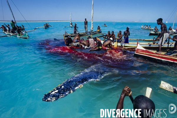 Chasse à la baleine à bosse par le peuple Vezo - Humpback Whale Hunt by the Vezo People