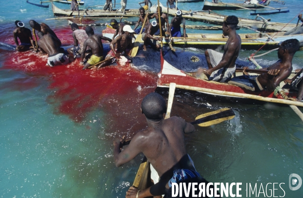 Chasse à la baleine à bosse par le peuple Vezo - Humpback Whale Hunt by the Vezo People