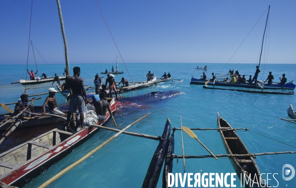 Chasse à la baleine à bosse par le peuple Vezo - Humpback Whale Hunt by the Vezo People