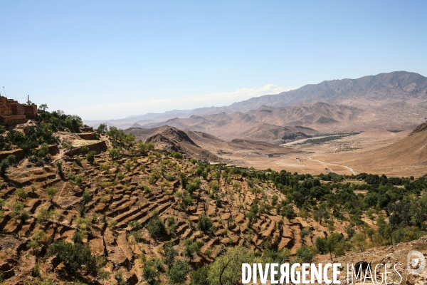 ARCHIVES : Culture et tradition du safran dans l Atlas marocain.