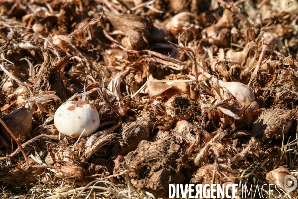 ARCHIVES : Culture et tradition du safran dans l Atlas marocain.
