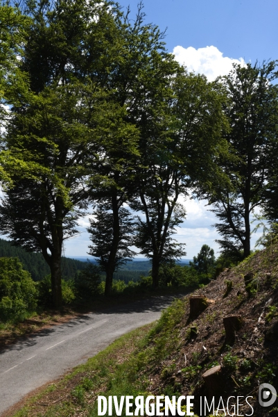 Elagage sur le bord des routes du département de la Corrèze