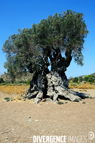 Un été grec