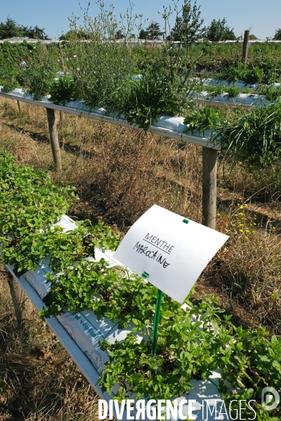 Ceuillette de fruits et légumes aux Fermes de Gally