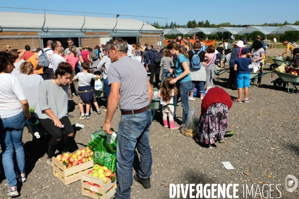 Ceuillette de fruits et légumes aux Fermes de Gally