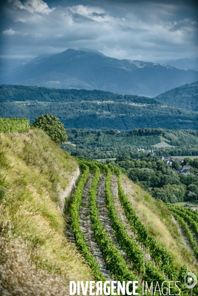 Le vin en Savoie