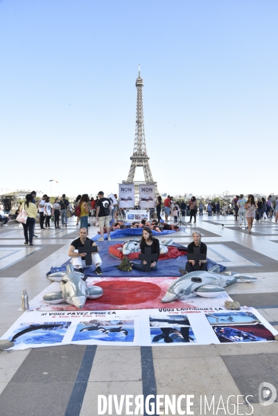 Japan Dolphins Day 2018 Paris. C est Assez