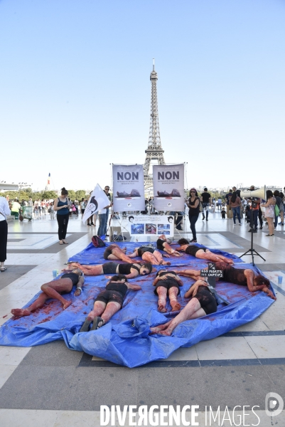 Japan Dolphins Day 2018 Paris. C est Assez