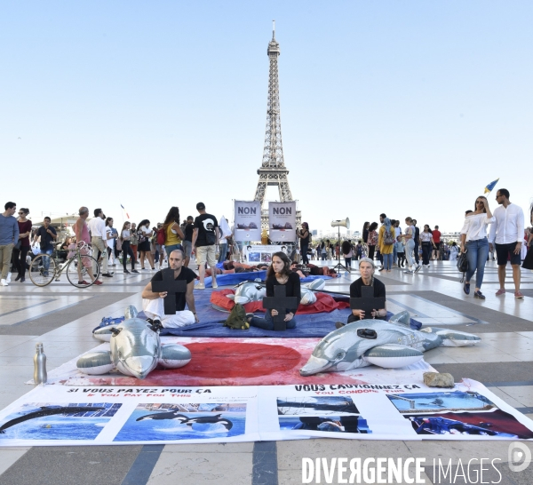 Japan Dolphins Day 2018 Paris. C est Assez