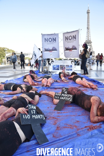 Japan Dolphins Day 2018 Paris. C est Assez