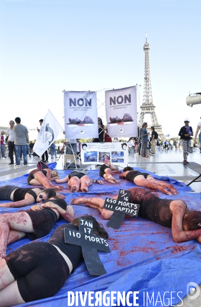 Japan Dolphins Day 2018 Paris. C est Assez