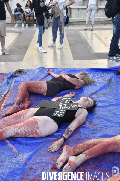 Japan Dolphins Day 2018 Paris. C est Assez